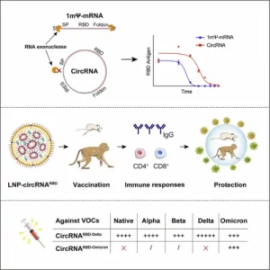 Process of protection against COVID-19 with a CircRNA vaccine.
