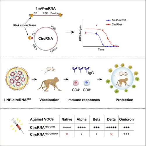 Process of protection against COVID-19 with a Circular RNA vaccine.