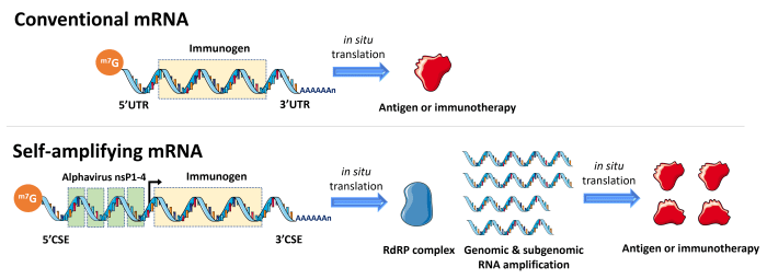 Illustration of the self-amplifying mRNA concept.