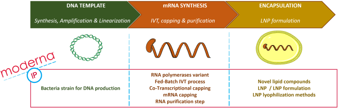 Table establishing Moderna's IP portfolio covering the therapeutic mRNA platform.