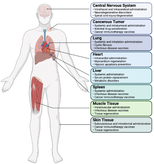 Targeted mRNA delivery to different organs: Strategies and applications.