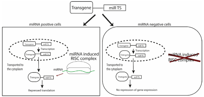 Scheme extracted from Dhungel et al., ‘MicroRNA-Regulated Gene Delivery Systems for Research and Therapeutic Purposes’ published in MDPI.