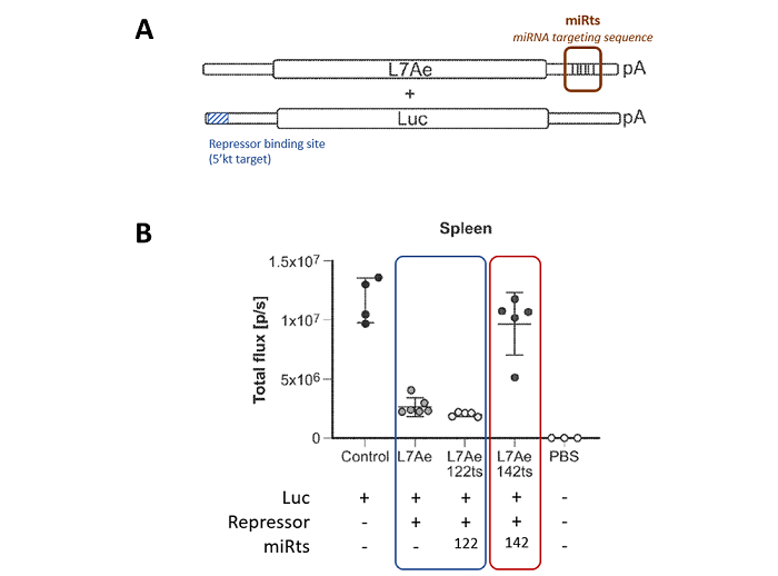 Schematic of RNA construct systems and results extracted from the patent application WO2022/266083 filed by Moderna showing the influence of miRNA recognition site on luciferase expression in vivo in a repressor mRNA construct.
