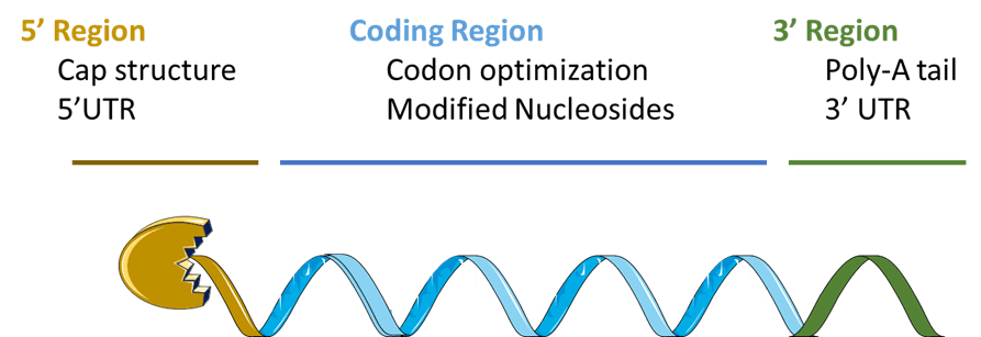 Illustration of the region that can be optimized in a mRNA (Cap, 5’UTR, coding sequence, 3’UTR and Tail)