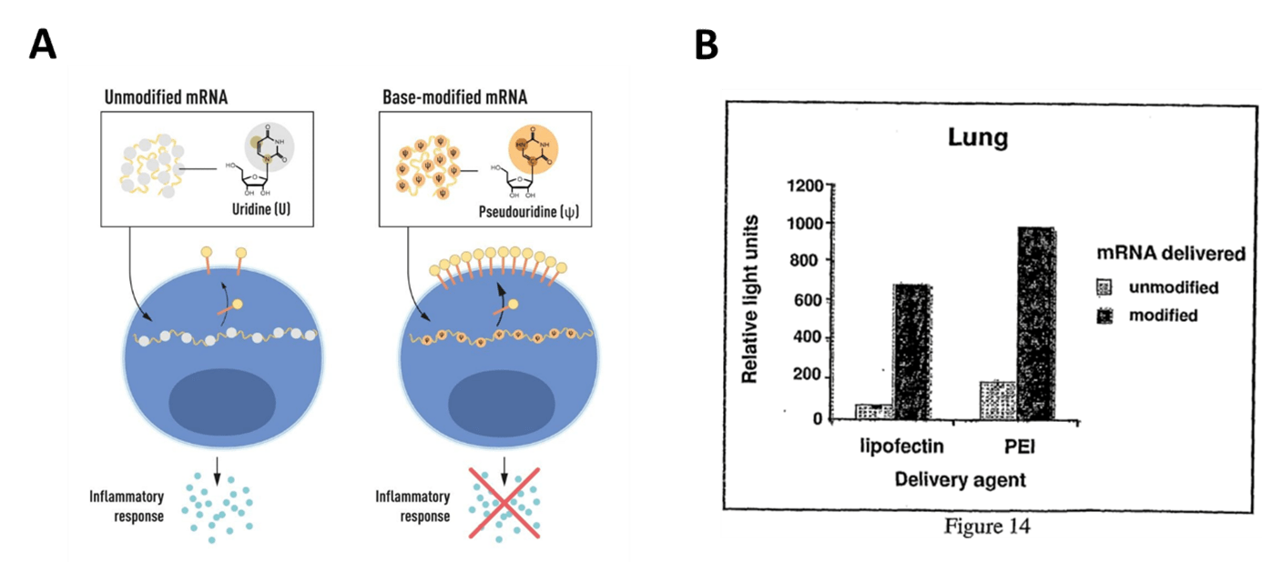 Illustration on the effect of mRNA base modification on mRNA’s inflammatory reactions (A) or on mRNA’s efficiency in vivo (lung model) as discover as discovered by the Nobel Laureates.