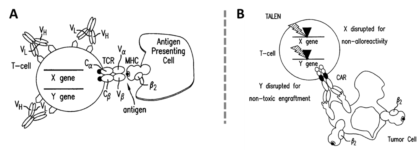 B&W drawing of normal interaction between T-cells and antigen-presenting cells and allogeneic CAR T-cells