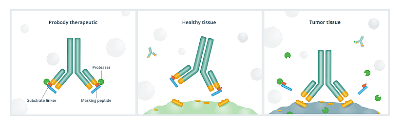 Illustration of the Probody therapeutic by CytomX., an oncology treatment.