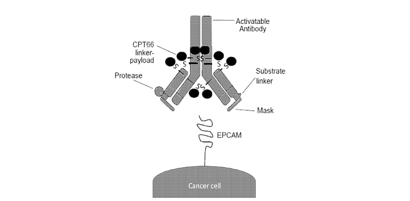 Illustration of how an activatable EpCAM antibody immunoconjugate works.