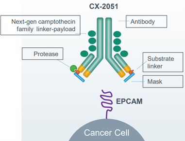 Illustration by CytomX of its CX2051 antibody.