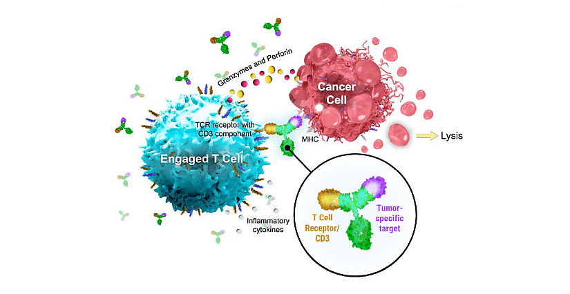 Illustration of a bispecific antibody action.