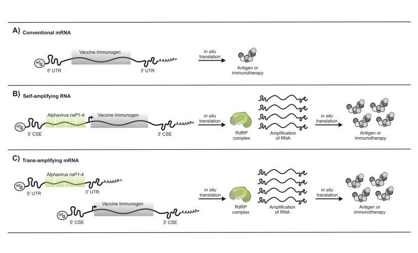 Comparison of mRNA, cis-amplifying RNA, and trans-amplifying RNA vaccine technologies, showcasing structural and functional distinctions.