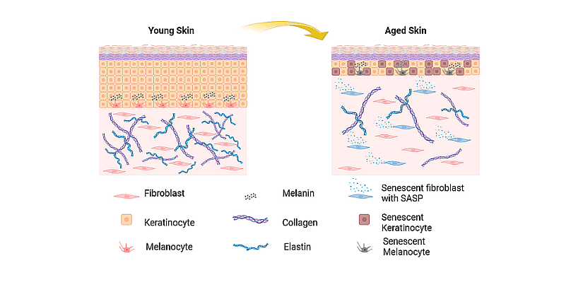 Schematic drawing of the structure of young skin and aged skin to compare their different cell repartition.