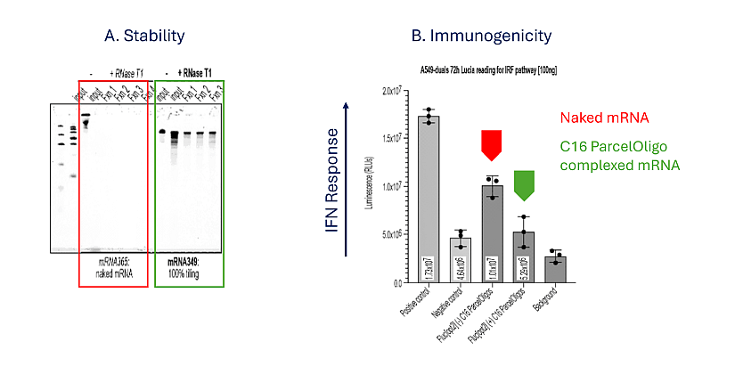 Experimental data from WO2025/166052 showing how Parcel Bio’s STAmP™ oligo complexes enhance mRNA stability and reduce innate immune response.