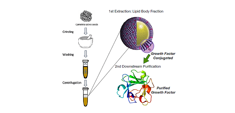 Illustration of Core Biogenesis purification method.