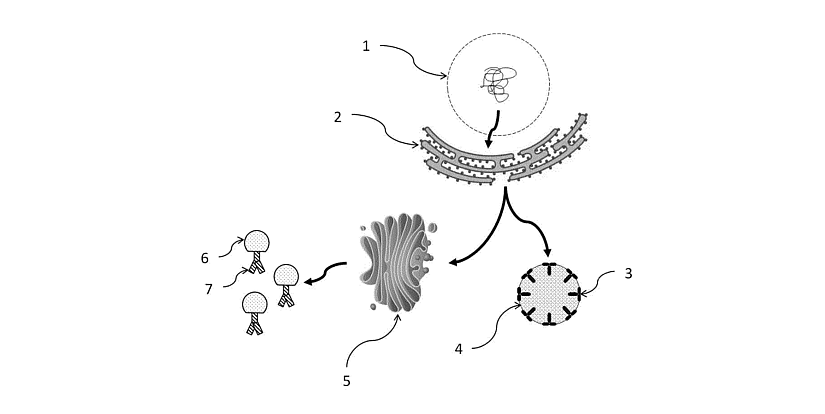 Scheme of bioelements within Core Biogenesis innovation.